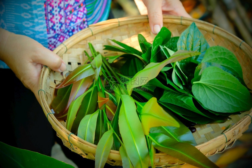 亚洲叶子近身女园艺员携带竹篮子各种新鲜草药有机沙拉活管树脂和热带花园中的其他蔬菜以绿色叶为主旅行图片
