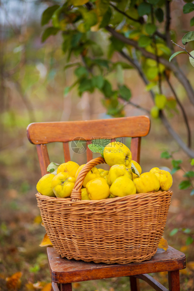 桌子Quince秋季收获全篮子的五分种在Quince农场种植有机水果在Quince秋季收获满篮子的五分种在花园里素食主义者白色的图片