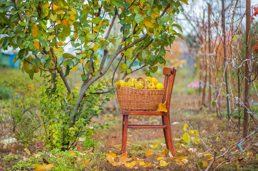 维生素成熟乡村Quince秋季收获全篮子的五分种在Quince农场种植有机水果在Quince秋季收获满篮子的五分种在花园里图片