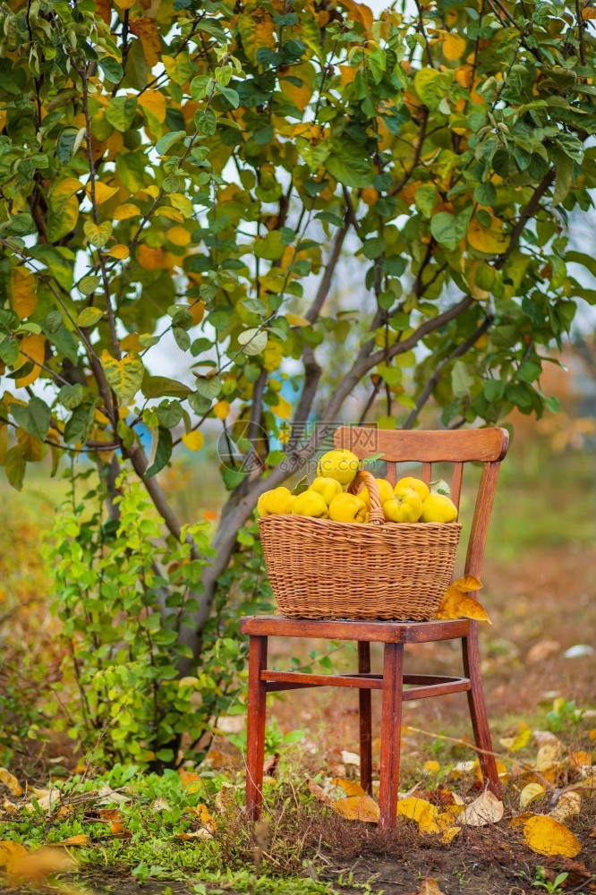 收成甜点Quince秋季收获全篮子的五分种在Quince农场种植有机水果在Quince秋季收获满篮子的五分种在花园里果图片