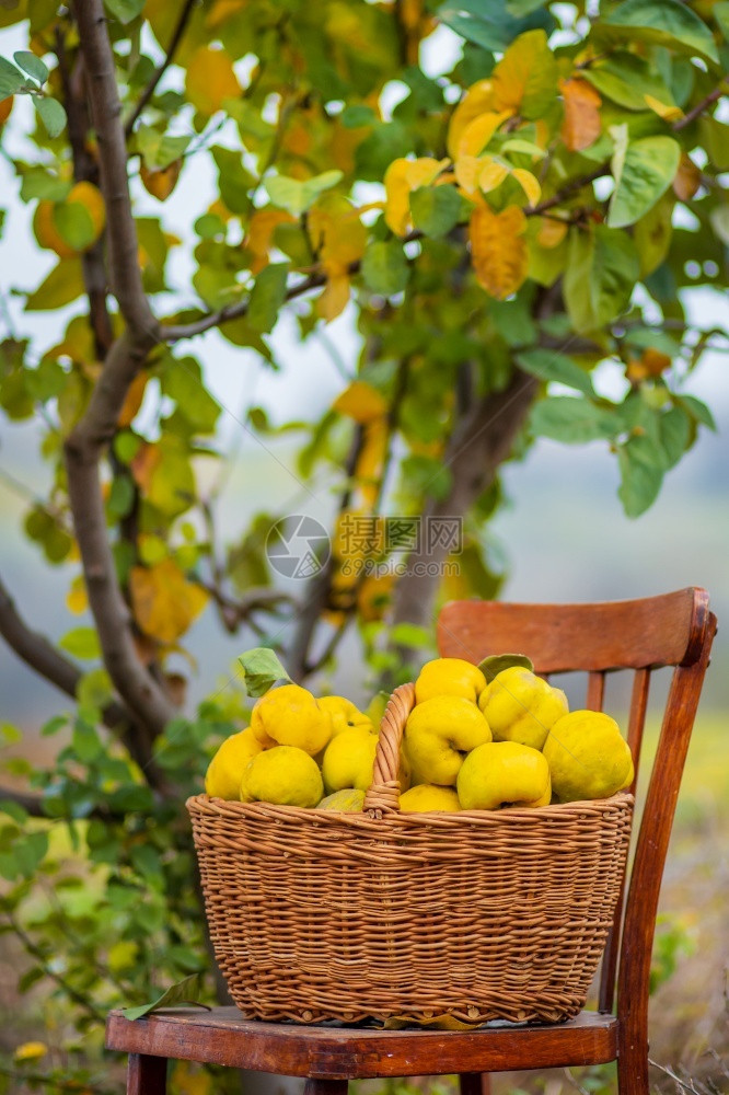 杂种新鲜生长Quince秋季收获全篮子的五分种在Quince农场种植有机水果在Quince秋季收获满篮子的五分种在花园里图片