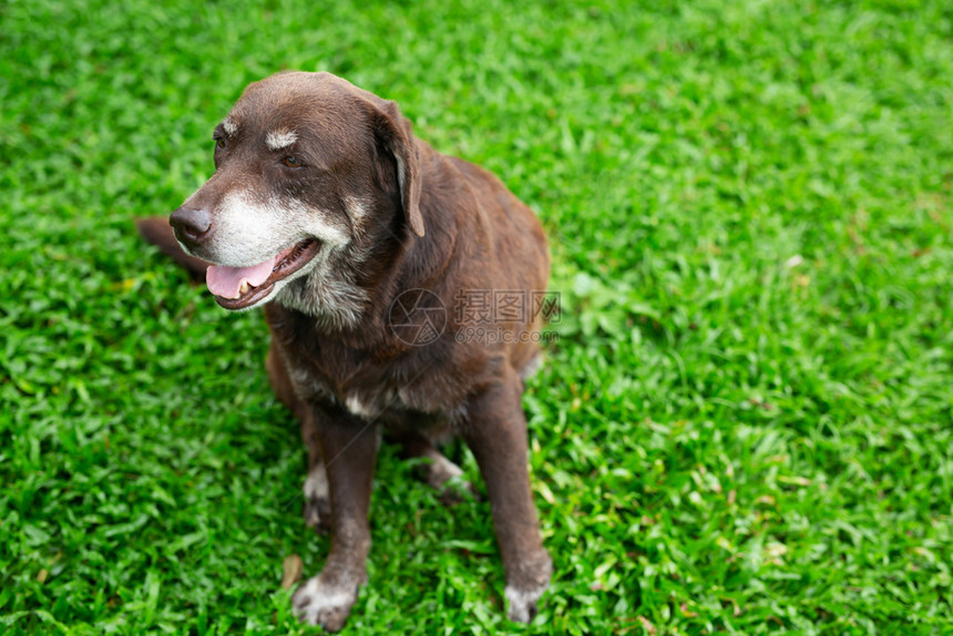 伤心宠物这只狗坐在房子前面的草坪地上等待直望脸Pet软焦点概念允许复制空间在绿草上写文字动物图片