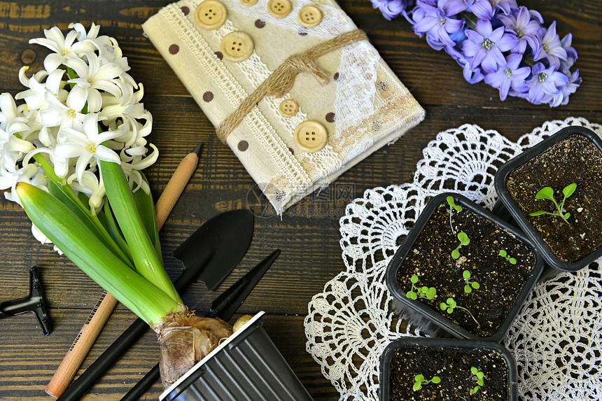 天颜色Hyacinth空白纸条花盆顶部视图白纸条带芽的园艺锅和用具在蕾丝上绽放图片