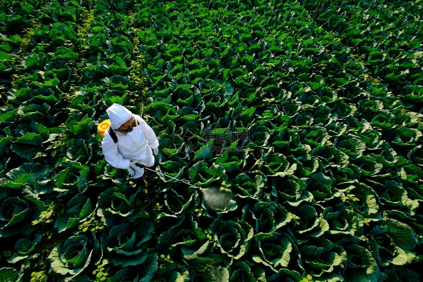 农民穿着防护服和面具的女园丁喷洒杀虫剂和大型卷心菜蔬工厂的化学成分女农场图片