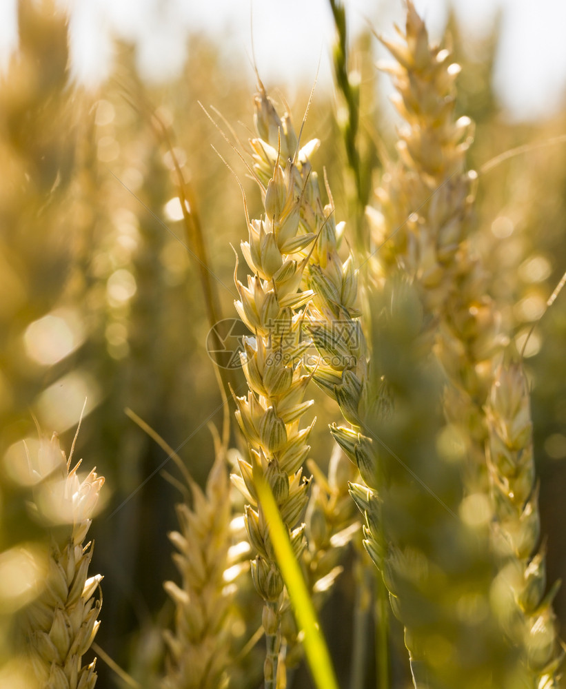 场地种植黑麦或黄色小的夏季农业田加上欧洲夏季农业田真正的金色花环和欧洲夏季农业田所有的充满活力图片