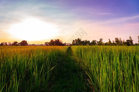 泰国农村水稻田的日落景观自然构成情况花建造幻想高清图片