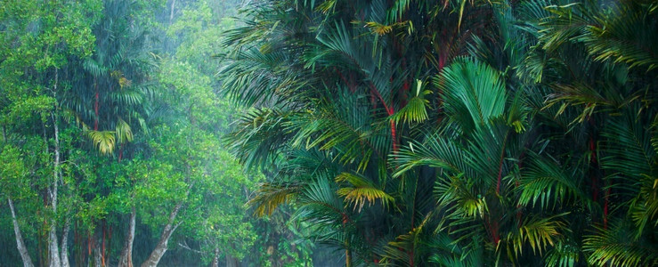 树木丛林自然热带雨风的风景露什热带植物和Cyrtostachysrenda棕榈树或在泰国马来西亚边境雨林种植红棕榈树背景图片