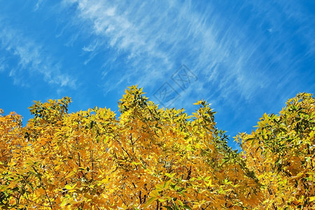 蓝天和秋色树林图片