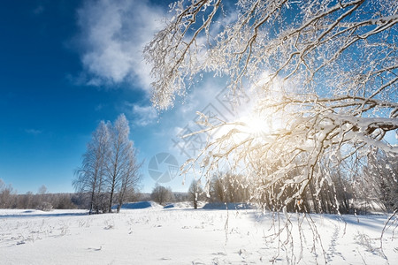 天空十二月下雪的阳光闪耀下寒冷冬日中落雪树木图片