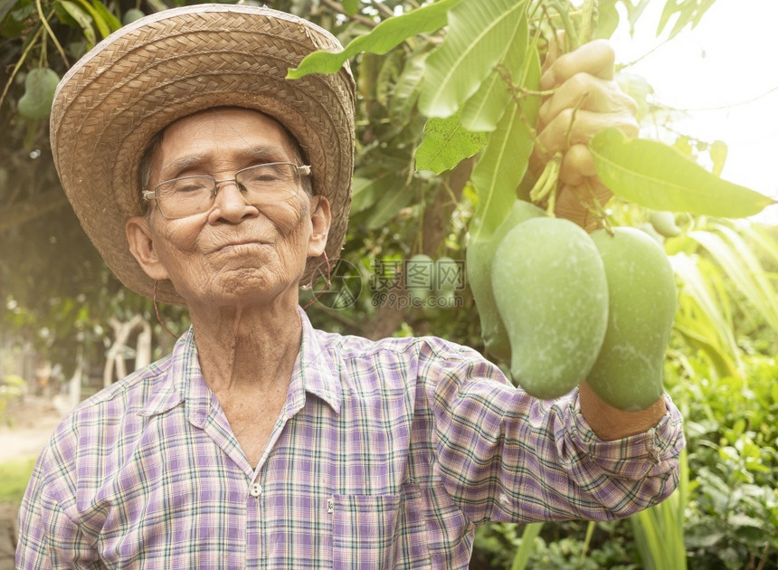 水果亚洲高级园丁身戴着绿色芒果的帽子和眼镜戴着绿芒果的亚洲高级园丁他们站在花园里对农产品有机耕作概念感到自豪美食收成图片