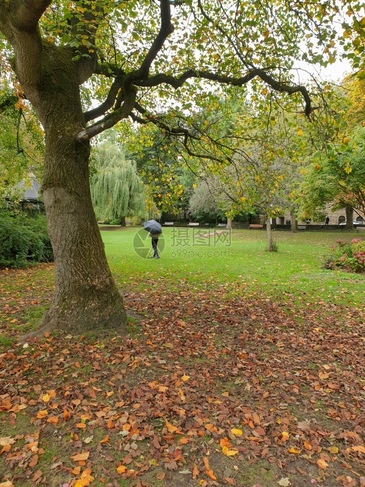 在联合王国利兹Pudsey的一个公园里浪漫的秋天落叶树和一个女孩在远处拿着伞子站在一个公园中叶子吸引人的帕利卡拉斯图片