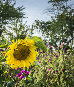 花园生长季节野和蓝天空的自然背景上黄向日葵蓝色天空图片