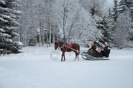 勉强马利快乐的俄罗斯人们骑着马拖雪橇露天博物馆MalyeKorelySnowy森林寒冷的冬天背景