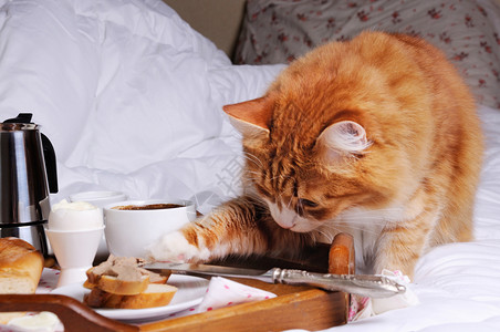 恶作剧猫不能抗拒诱惑偷食物当没人看见他的时候去偷东西障碍家具图片