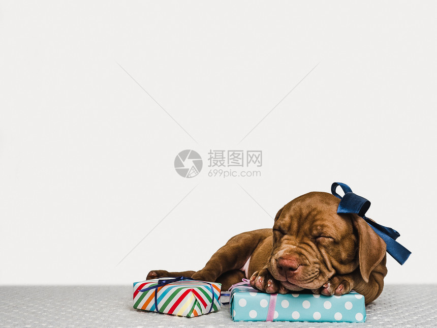 美丽迷人的巧克力颜色小狗和亮盒配有礼品近身孤立的背景摄影室照片白色顾概念教育服从培训和抚育宠物Young迷人的小狗和节日装箱粉色图片
