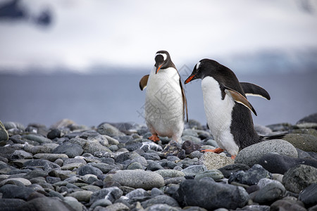 边缘两只企鹅在南极洲白冰川前的海岸上行走鸟孤独高清图片