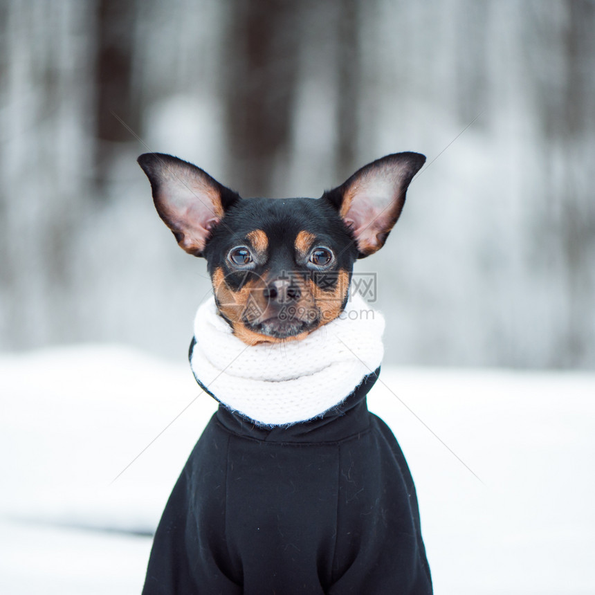 哺乳动物可爱的正方形穿围巾可爱狗穿着冬季森林用的毛衣广场格式的玩具泰瑞尔图片