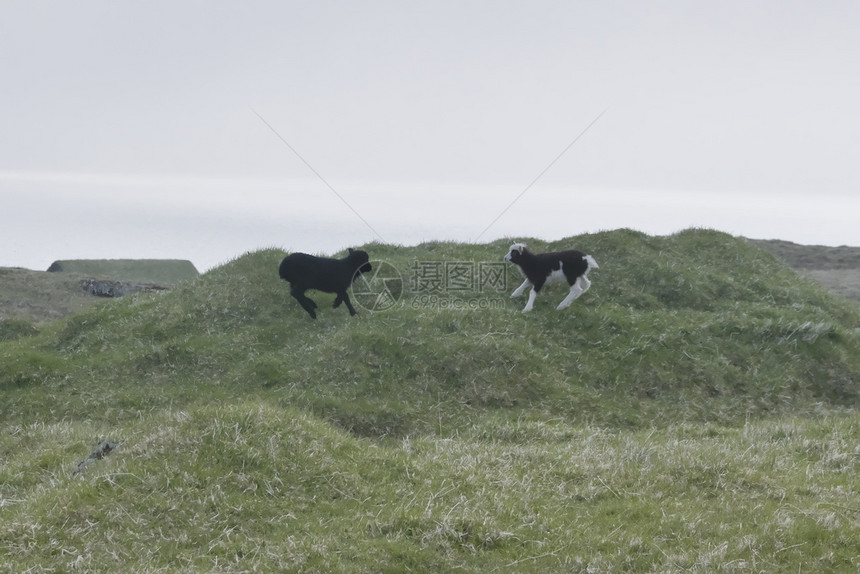 植物群动生法罗岛地貌横向图像由两名年轻的羔羊在法罗群岛瓦加尔绿草上玩耍法罗群岛的光荣景象法罗群岛的贺卡优美景象图片