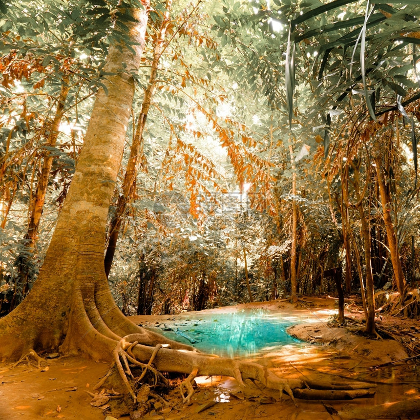 冒险植物群在深热带雨林中以绿池塘水为神秘自然背景的奇幻杂乱观绿松石图片