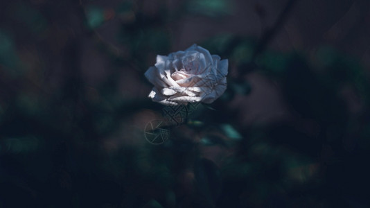 热情充满活力白玫瑰花在阳光的遮下很小一部分花瓣采着太阳光柔软度图片