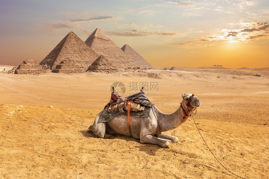 埃及金字塔前的可爱骆驼埃及金字塔前的Giza沙漠埃及金字塔前的Cute骆驼吉扎沙漠兴趣历史建筑学图片