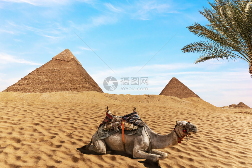 太阳废墟吉萨埃及金字塔吉扎沙漠前的可爱骆驼图片