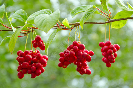 藤本植物束红五味子枝成熟群有用植物作红五味子成排挂在绿枝上五味子植物在枝上结果韩国五味子红成排挂在绿枝上玉兰背景