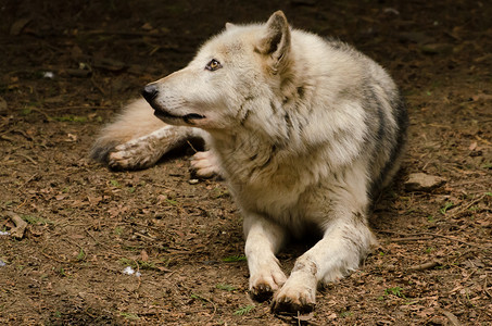 野生动物孤狼小心地在柔软的光下犬类自然高清图片