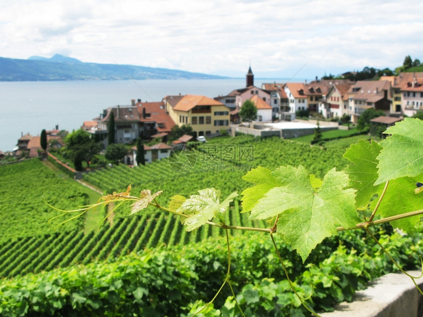 旅行晴天有机的与日内瓦瑞士湖对抗的拉沃州Lavaux地区的Momouse葡萄园图片