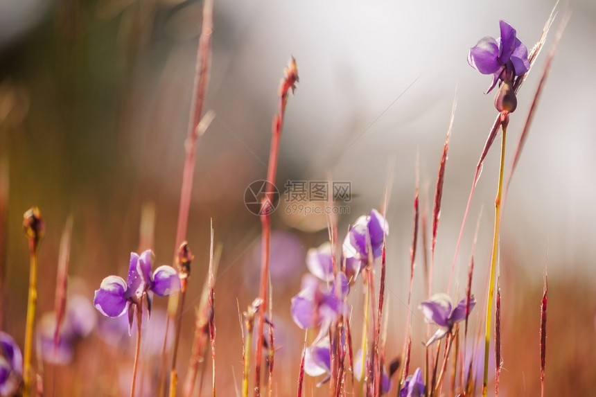自然飞燕草黄水井想要家用黑花植物的昆虫花朵是深色紫的花束朵和鲜场地图片