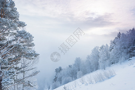 日出冰冻的烟雾分支中斜坡上冬季森林覆盖在柔软的天空下积雪和霜冻安宁降图片