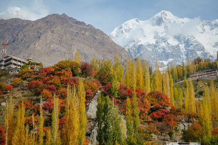 远足秋季富多彩的树叶林木和巴基斯坦Hunza谷GilgitBaltistan背景卡拉科姆山脉的乌塔尔Sar山峰雪盖的自然景观封顶图片