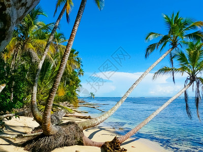 哥斯达黎加勒比海岸Cahuita公园的海滩假期支撑科斯塔图片