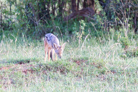 一只小胡狼站在草的刀片之间一只小胡狼站在草叶之间自然苹果浏览器萨凡纳图片