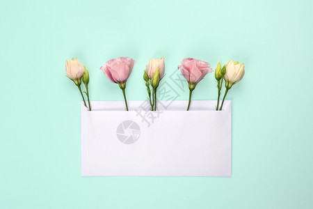 白色信封中的桔梗花背景图片