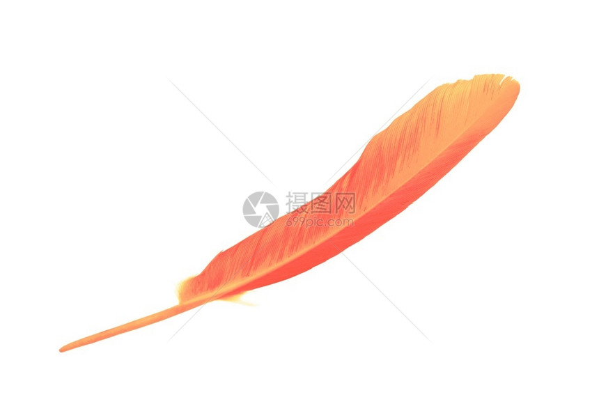 金子温暖的白色背景上孤立的美丽红岩熔橙色颜羽毛笔图片