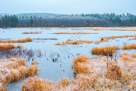 气候寒冷的冬天冻湖与干黄草和木头的景象背为秋末冰冻湖与干黄草和木柴的景象背为秋末背景图片