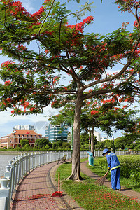 扶手龙飞凤舞2019年越南女卫生工作者每天在越南河边公园扫凤凰树下的红花瓣在越南河滨公园打扫红花瓣何背景图片
