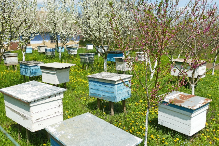 屋养蜂业晴天很多蜜春花园里的蜂箱盛开花园里的蜂箱蜜房子制作蜜有用的昆虫蜂蜜生产春天在农村的蜂箱附近开花树木春天园里的很多蜜蜂箱图片