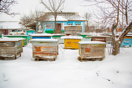 黄色的蜜蜂在阳光明媚的日子里在积雪覆盖的冬季花园中特写蜂箱雪堆图片