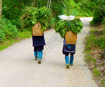 越南老蔡北山SapaChapa附近的CatcatHmong村景观苗族收成背景图片