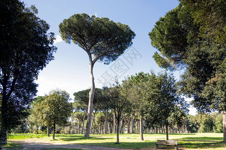 环境荒野叶子意大利罗马多亚潘菲别墅公园的高树图片
