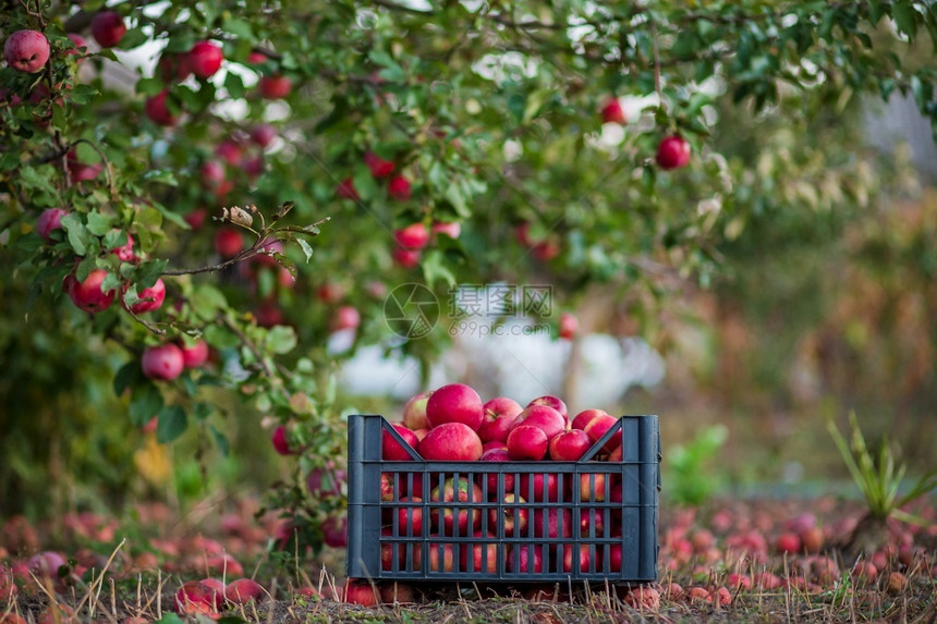 新鲜篮子里的有机红苹果花园里的一棵树下背景模糊中午阳光结束时在花园里收获苹果篮子的有机红苹果在正午阳光的尽头果园结尾图片