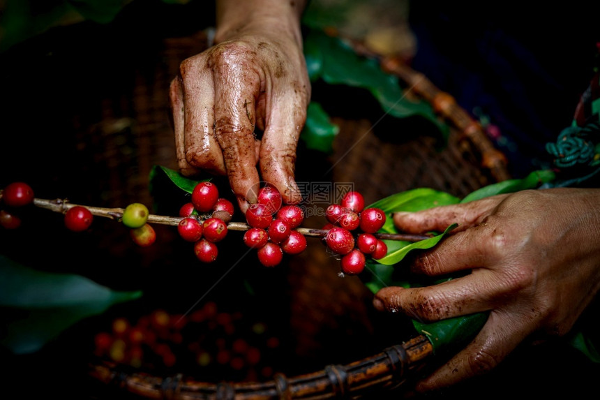 可选择的在泰国山谷10个有机农场的树枝中女阿卡哈农民部落手中的正在收割成熟的咖啡豆并有选择地集中关注工业的绿色图片