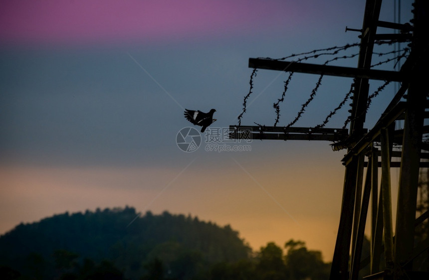 建造日出带刺的高电压赛昂和鸟儿结束一天试图在铁丝网中安顿下来美丽的日落天空图片