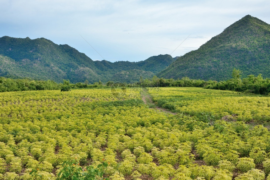 森林阳光戒指Cassava种植园在泰国有山地背景在泰国也有山地图片
