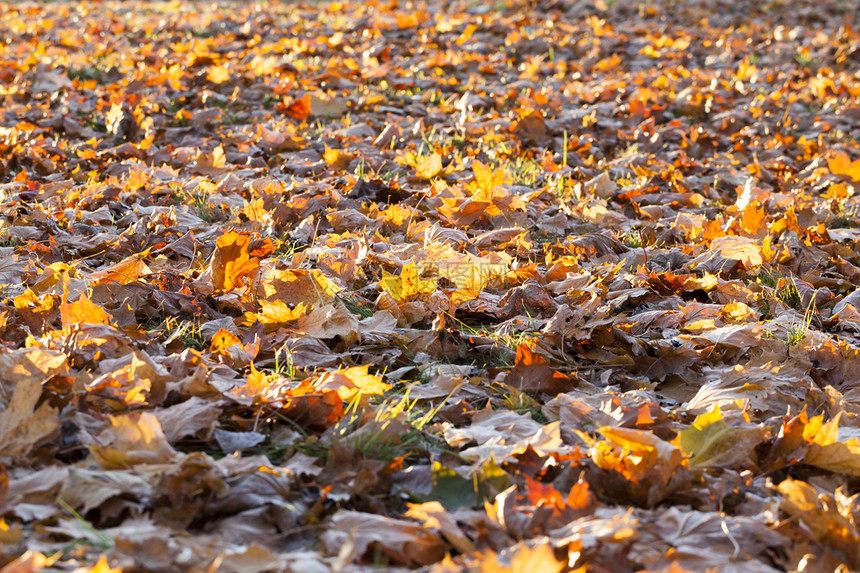 污垢叶子秋季落到黄色的山坡叶上坠落的山坡叶浅小田野树枝深照亮了背光反的太阳照片拍自下层缝合季节图片