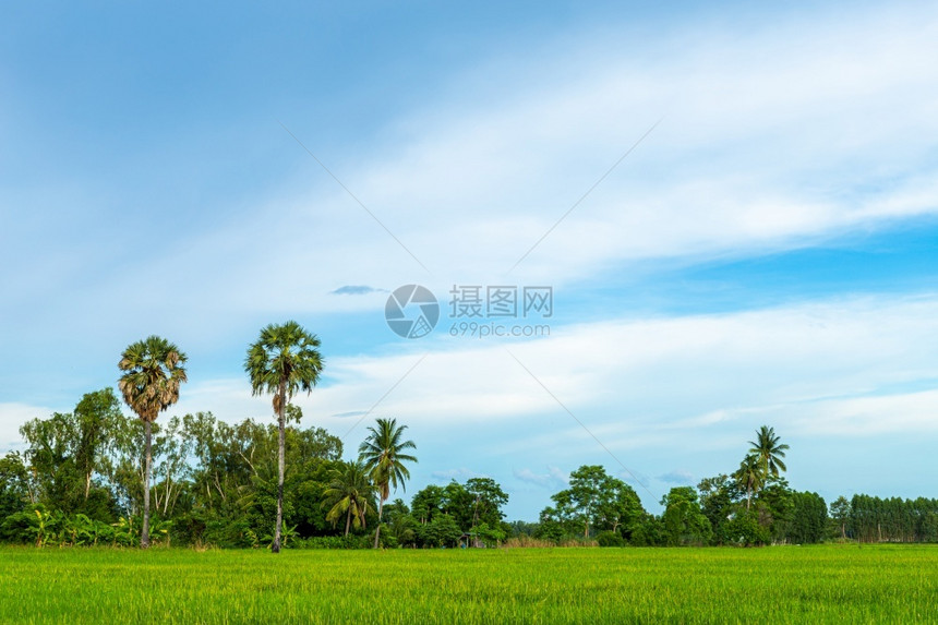 麦田农场春天甘蔗棕榈风景田野绿草地玉米亚洲农业收成蓝天日光背景的青蓝色云彩雨图片