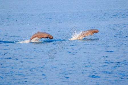 桑岛海豚湾带齿的美丽来自泰国海豚从湾中跳出豚是哺乳动物生活在大淡水和豚的两处喜欢一起生活夏天背景