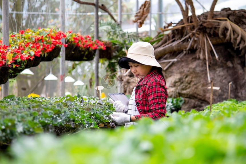 一位快乐的女农民手里拿着一块石板她手握着一朵幸福的女农民紧靠着温室现代技术给农民和花卉栽培的鲜生态质量工人图片